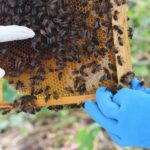 Azores Beekeeping Experience and Honey Tasting - Exploring Apiário Margaridas in Lagoa
