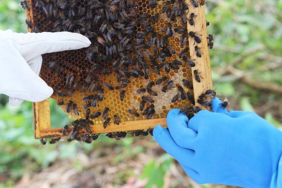 Azores Beekeeping Experience and Honey Tasting - Exploring Apiário Margaridas in Lagoa