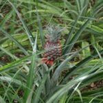 Azores Guided Tour to Volcano and Crater of Sete Cidades - São Miguel’s Most Recognizable Landmark: The Sete Cidades Crater