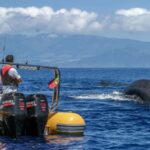 Azores: Whale Watching & Islet Boat Tour w/ Marine Biologist - Marine Wildlife: Whales, Dolphins, and Beyond