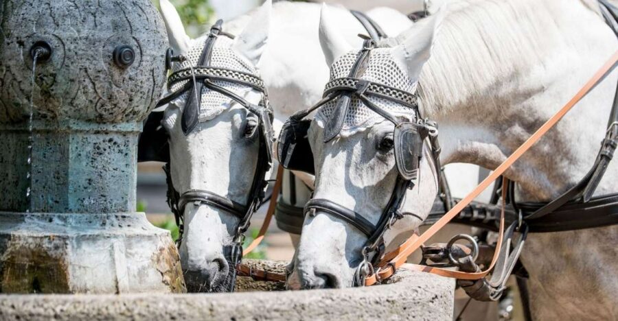 Baden-Baden: Private Walking Tour With A Professional Guide - Exploring Baden-Baden’s Roman Bath Heritage