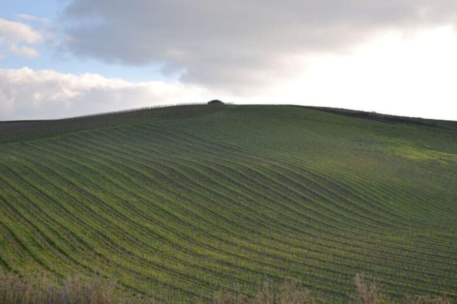 Baglio Florio Adamo: Oil Tasting - Starting at Baglio Florio with Sicilian Hospitality