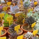 Balchik: Balchik Palace, Botanical Garden & Cape Kaliakra - Visiting Queen Maria of Romania’s Palace and Botanical Gardens