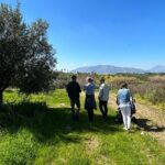 Balestrate Olive Grove Tour: Wine and Olive Oil Tasting - Starting Point in Partinico for the Olive Grove Tour