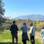 Balestrate: Olive Grove Tour with Wines & Olive Oil Tasting - Olive Grove Walk and Production Insights