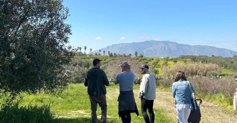 Balestrate: Olive Grove Tour with Wines & Olive Oil Tasting - Olive Grove Walk and Production Insights