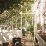 Ballymena: Walled Garden and Woodland Walk Entry Ticket - Exploring the Woodland Walk and Its Connection to the Garden