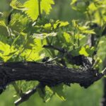 Balsamic Vinegar Tasting & Barrel Tour near Parma & Reggio - Guided Tour of the Historic Vinegar Barrel Rooms