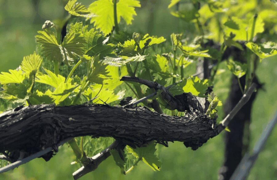 Balsamic Vinegar Tasting & Barrel Tour near Parma & Reggio - Guided Tour of the Historic Vinegar Barrel Rooms