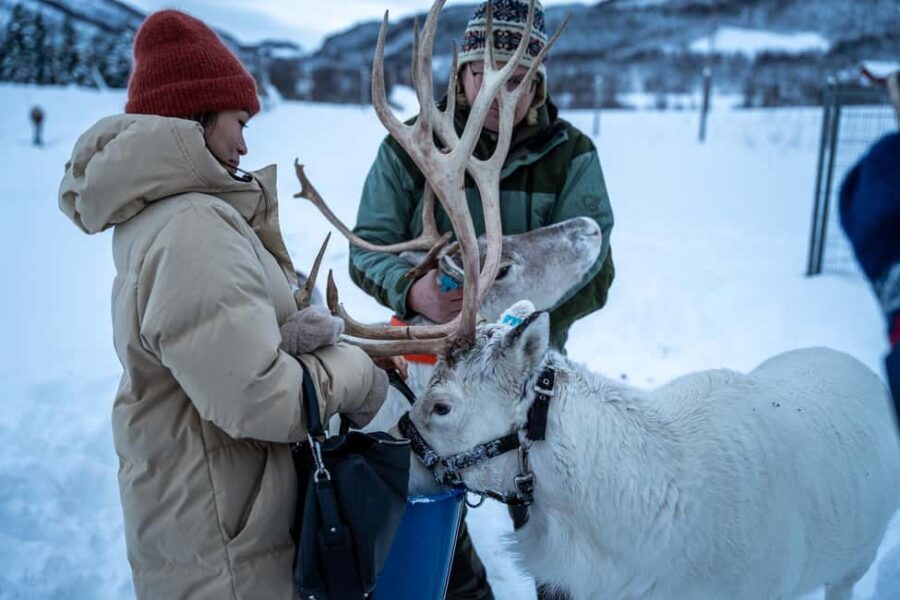 Balsfjord: Reindeer Sledding, Feeding & Sámi Culture - Reindeer Sledding in Open Mountain Terrain