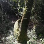 baño de bosque / bany de forêt - Starting Point at Santa Rita de Costitx Estate