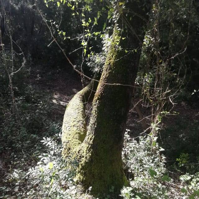 baño de bosque / bany de forêt - Starting Point at Santa Rita de Costitx Estate