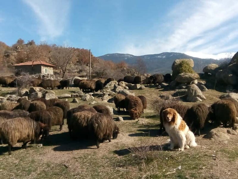 Bansko: Rare Bulgarian Pets Experience - Visiting a Farm with Bulgaria’s Rare Domestic Breeds
