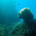 Baptism of diving from boat - Starting Point at Santa Polas Dive Center