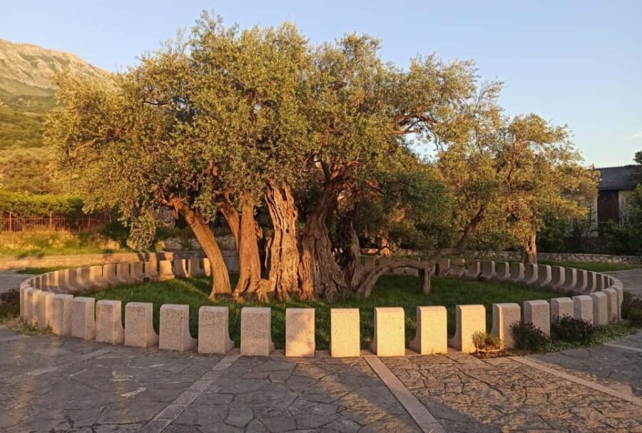 Bar, Montenegro: Shore Excursion with Skadar Lake Cruise - Scenic Drive Through Sutorman Mountain Pass and King Krstos Castle