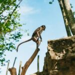 Barcelona: 1-Day Ticket to Barcelona Zoo - The Location and How to Find It