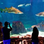 Barcelona Aquarium Skip the Line Ticket - What Marine Life Will You See?