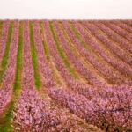 Barcelona: Cherry Blossoms and Montserrat Tour - Starting the Day with a Pickup in Barcelona