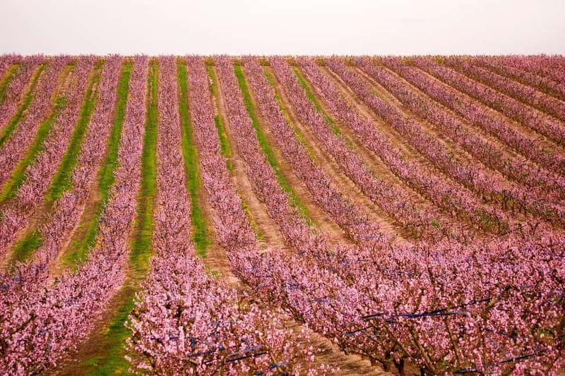Barcelona: Cherry Blossoms in Aitona & Lunch Tour - Exploring Aitonas Cherry and Peach Blossom Fields