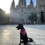 Barcelona: Hidden Gems Walking Tour with a Local & Dog - Starting Point at Plaça Nova and First Stops in the Gothic Quarter