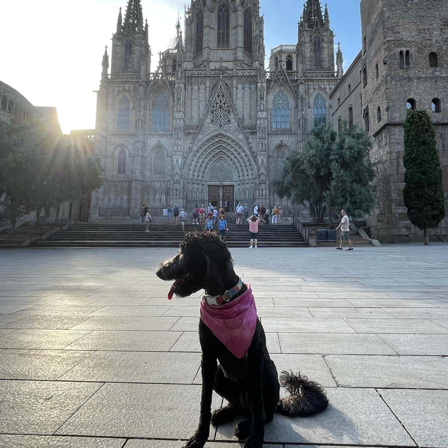 Barcelona: Hidden Gems Walking Tour with a Local & Dog - Starting Point at Plaça Nova and First Stops in the Gothic Quarter