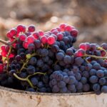 Barcelona: Priorat Wine Tour & Tastings and Lunch - Starting the Journey: Hotel Pickup and Transfer to Priorat