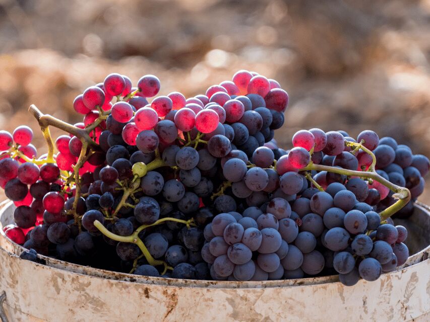 Barcelona: Priorat Wine Tour & Tastings and Lunch - Starting the Journey: Hotel Pickup and Transfer to Priorat