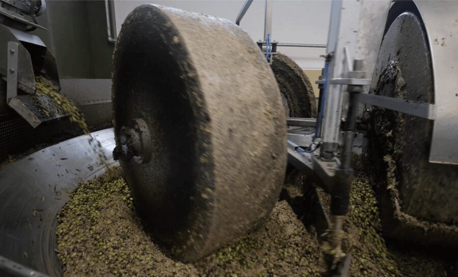 Barletta-Andria-Trani: oil mill tour and oil tasting - Exploring the Olive Trees of Vallarella