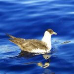 Basic Tour 1 - Shuttle (Quinta do Lorde to Cais do Sardinha) (one way) - Stop at Cafetaria Sardine House for Snacks and Views