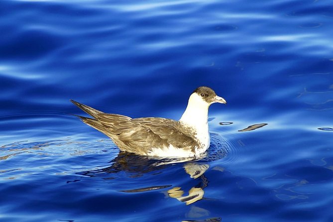 Basic Tour 1 - Shuttle (Quinta do Lorde to Cais do Sardinha) (one way) - Stop at Cafetaria Sardine House for Snacks and Views