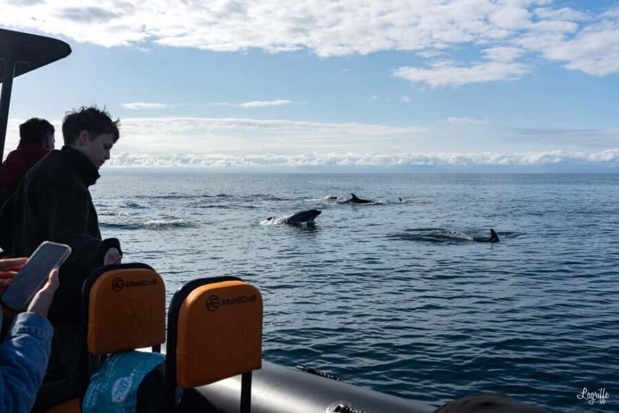 Basque Country : Whale and Dolphin Watching Boat Tours - Starting Point at 14 Quai de lInfante for a Marine Adventure
