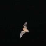 Bat Watching Madeira - The Unique Focus on Madeira’s Native Bats