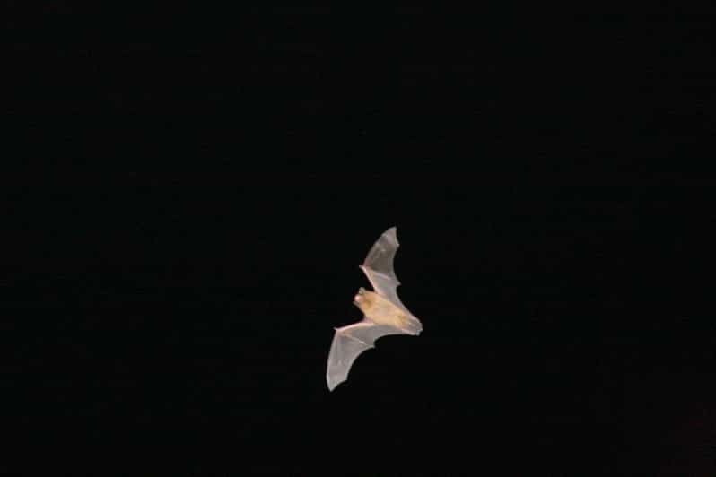 Bat Watching Madeira - The Unique Focus on Madeira’s Native Bats