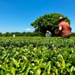 Batumi: City Tour, Tea Plantation & Gonio Fortress Trip - Discovering the Ancient Gonio Fortress