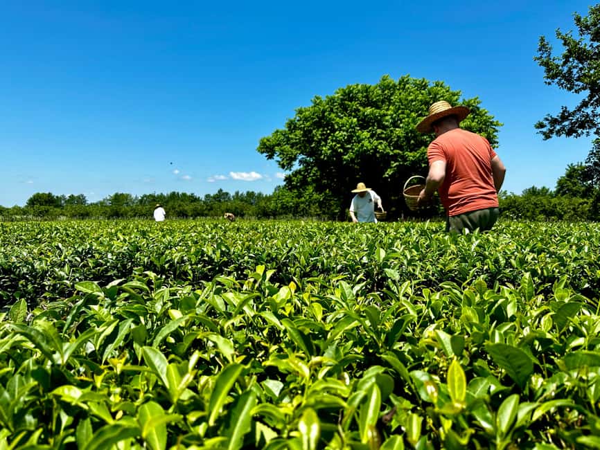 Batumi: City Tour, Tea Plantation & Gonio Fortress Trip - Discovering the Ancient Gonio Fortress