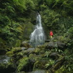 Batumi to Mtirala National park - Half day hiking group tour - Mtirala National Park: The Forest of Waterfalls and Humidity