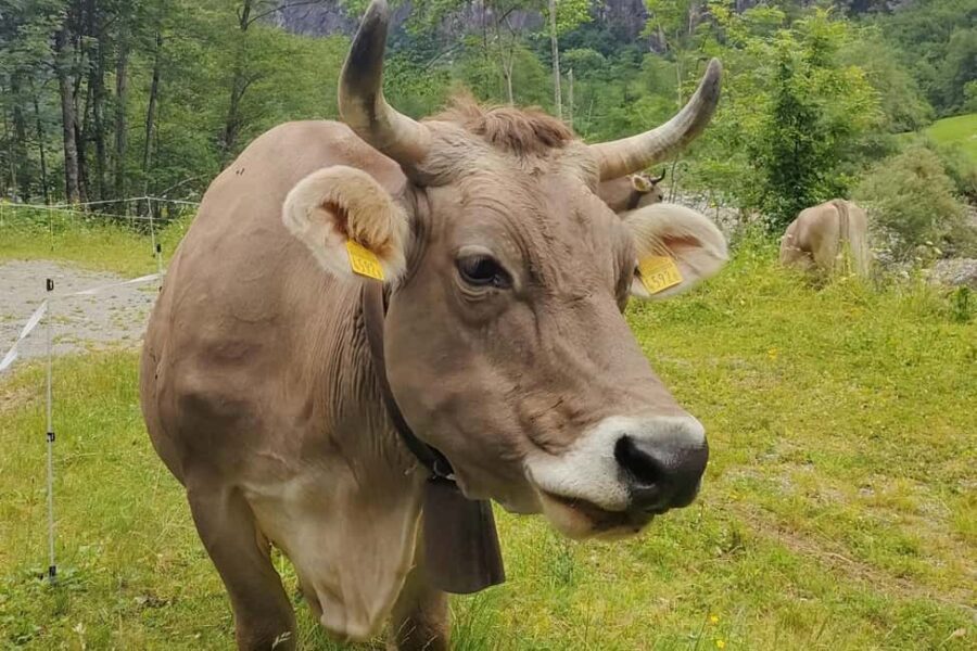 Bavona Valley Tour Ticino incl. Foroglio near Locarno Ascona - Visiting Foroglio: The Heart of the Valley