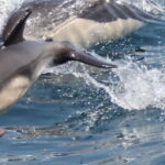 Bay of Gibraltar: Dolphin Cruise - Starting Point and Meeting Details in Gibraltar