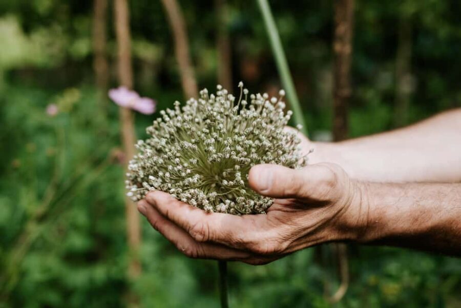 Bazna: Saxon Dinner in a rural house from the village - Wine and Regional Flavors