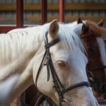 Beach & countryside horse riding outside Westport. Guided. 1 hour - Exploring Westports Coast and Countryside on Horseback