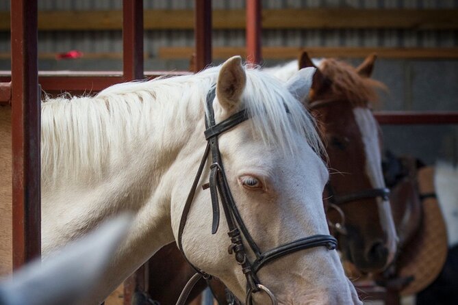 Beach & countryside horse riding outside Westport. Guided. 1 hour - Exploring Westports Coast and Countryside on Horseback