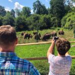 Bear Sanctuary, Bran (Dracula) Castle, Peles Castle From Brasov - Visiting the Libearty Bear Sanctuary in Zarnesti