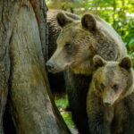 Bear Sanctuary, Dracula's Castle and Brasov | Private Tour - Visiting the Libearty Bear Sanctuary in Zarnesti