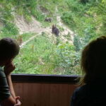 Bear watching experience in the wild - The Journey to the Bear Observation Site