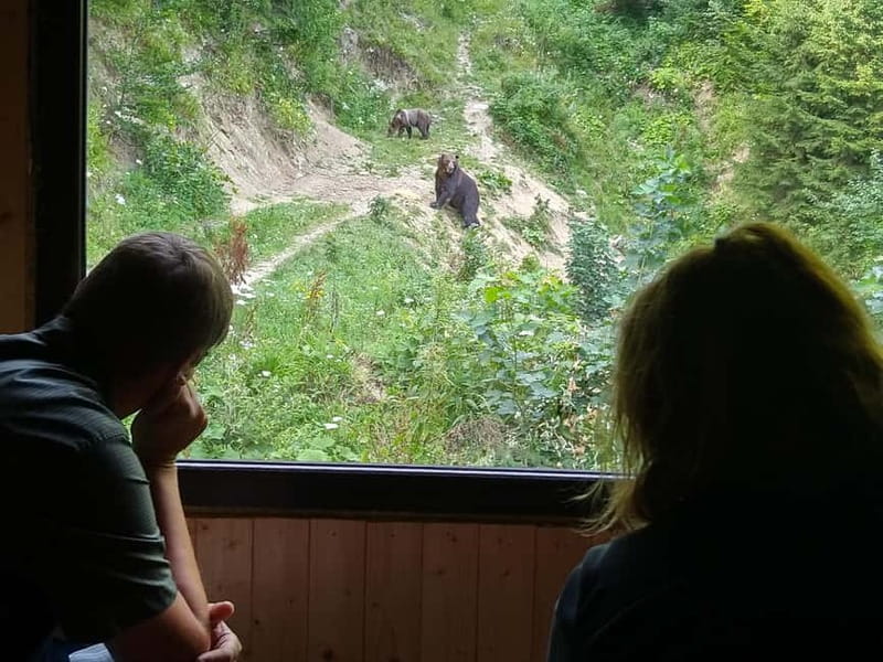 Bear watching experience in the wild - The Journey to the Bear Observation Site