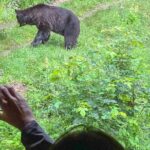 Bear Watching In Brasov: Observe Wild Bears From A Hideout (100%) - The itinerary: from Brasov to the forest hideout