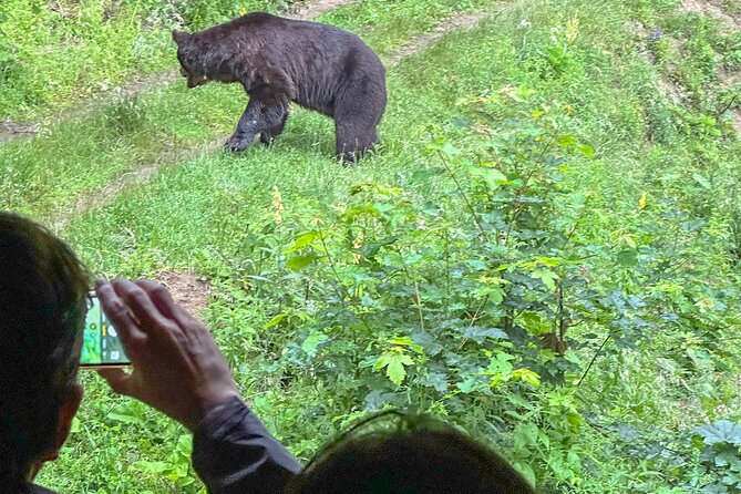 Bear Watching In Brasov: Observe Wild Bears From A Hideout (100%) - The itinerary: from Brasov to the forest hideout