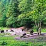 Bear Watching in The Wild from Brasov - From Brasov to the Forest: Private Transfers and Logistics