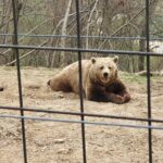Bears Sanctuary, Dracula Castle and Brasov City - Full Day Trip from Bucharest - Discovering Brasov’s Historic Charm