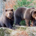 Bearwatching Hiking Day Tour in High Tatras from Poprad - The Unique Experience of Bear-Spotting in the High Tatras